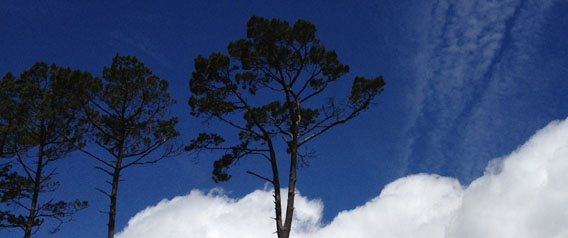 Trees